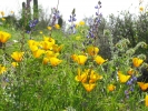 PICTURES/Picacho Peak & Casa Grande/t_Picacho Peak - Wildflowers5.JPG